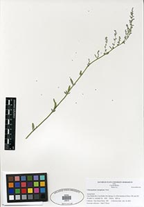 Herbarium Sheet of 